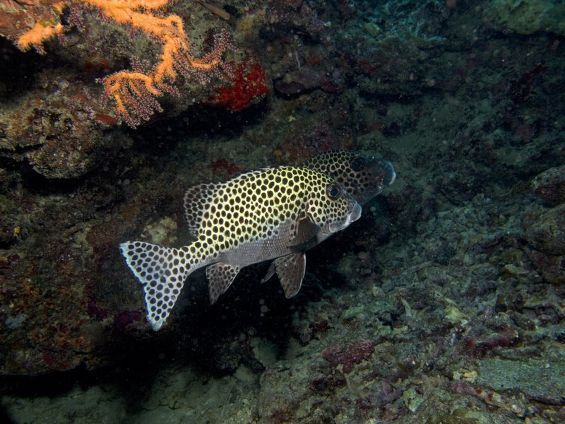 Harlequin Sweetlips, Staghorn Crest